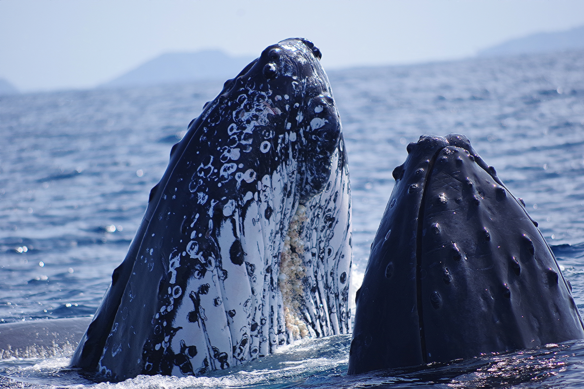 沖縄・座間味島のホエールウォッチングで撮影された2頭のザトウクジラのスパイホップ
