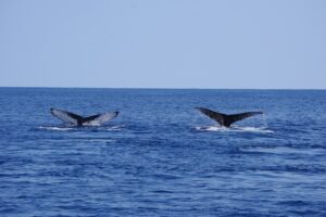 シンクロするクジラのテールアップ｜座間味ホエールウォッチング