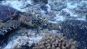 カメ同士がキスしているように見える水中の可愛らしいシーン