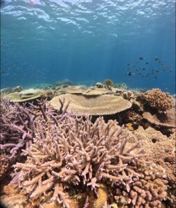 びっしり広がるサンゴ礁の上をドリフトで進むダイバーとカラフルな海中風景