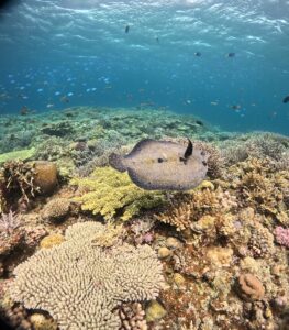 枝サンゴとテーブルサンゴの上を、背びれを立てながら泳ぐモンダルマカレイ