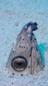 砂地から顔だけを出したトンガリホタテウミヘビと、口元を歩き回る透明な小エビ