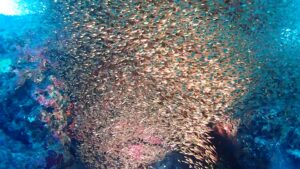 洞窟の中でライトに照らされ、キラキラと輝きながら群れで泳ぐキンメモドキ