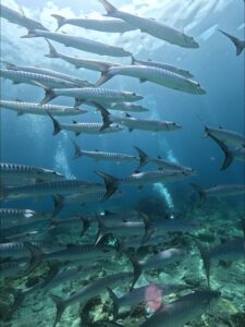 太陽の光が差し込む透明度抜群の慶良間の海を泳ぐバラクーダの群れ