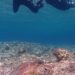 ウミガメと一緒に泳ぐシュノーケリングの様子（座間味・慶良間の海）