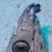 砂地から顔だけを出したトンガリホタテウミヘビと、口元を歩き回る透明な小エビ