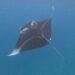 座間味近海の青い海を優雅に泳ぐケラマンタ