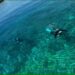 台風直前のベタ凪の海で、船の上から水中を泳ぐダイバーが見える慶良間・座間味の海